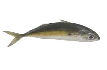  Whole jack mackerel isolated on white