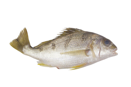 Saddle grunt fish isolated on white, Pomadasys maculatus