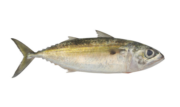 Raw jack mackerel fish isolated on white	background