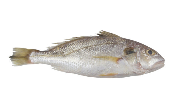 Raw croaker fish isolated on white background	