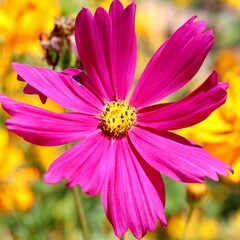 A close view of the bright pink flower in the garden.