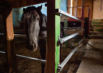 horse in a stable