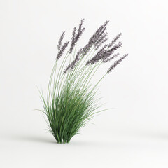Fototapeta premium 3d illustration of molinia caerulea grass isolated on white background