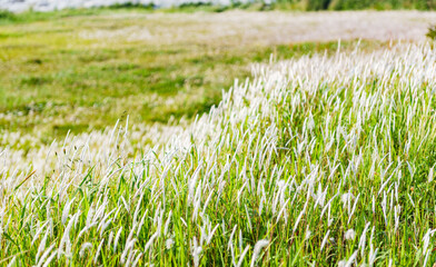 Wind in the grass field