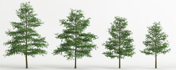 3d illustration of set quercus palustris tree isolated on white background