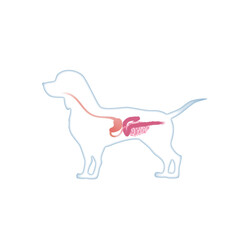 犬の消化器系