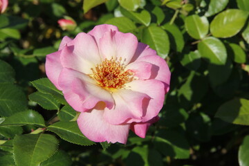 Jardin botanique