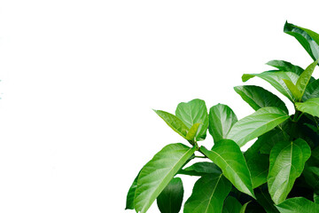 Fototapeta premium Small tree, lower white corner, white background blur or blurry (spot focus)