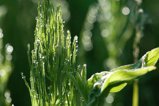 Closeup of Equisetum arvense, common horsetail with water drops.