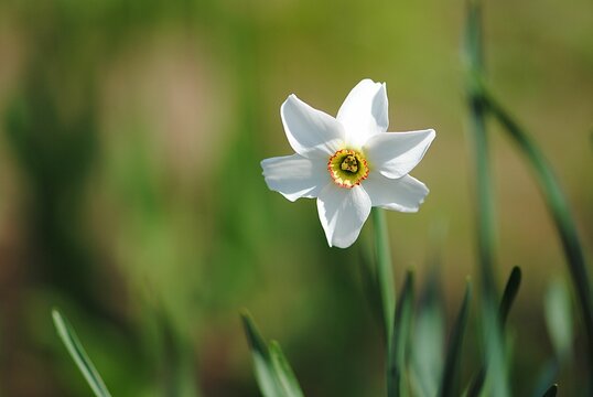 Closeup of Narcissus poeticus, poet's daffodil, findern flower or pinkster lily.