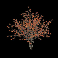 3d illustration of hamamelis x intermedia tree isolated on black background