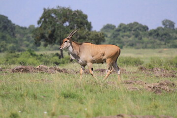 Naklejka na ściany i meble Large male eland antelope in savanna watching around