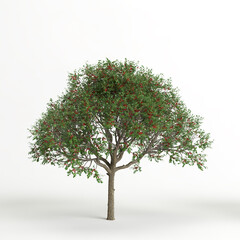 3d illustration of schinus terebinthifolia tree isolated on white background