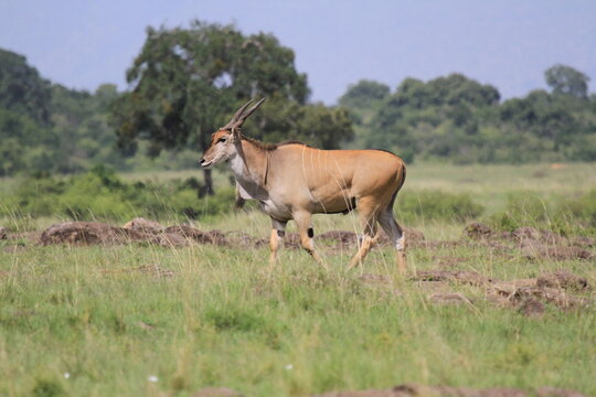 Large male eland antelope in savanna watching around