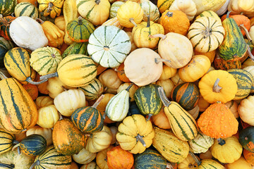 Top view of many different ornamental gourds and pumpkins