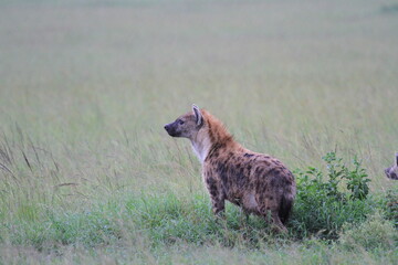Volwassen gevlekte hyena die prooi besluipt in savanne