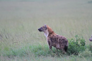 Poster Volwassen gevlekte hyena die prooi besluipt in savanne © Alla Tsytovich