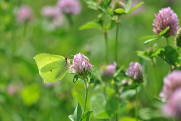 Closeup shot of common brimstone collecting pollen from a red clover