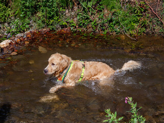 perro nadando y jugando en el rio
