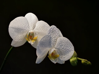Orchidee, (Phalaenopsis) mit Wassertropfen