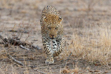 Leopard male walking on the plains in Sabi Sands Game Reserve in the Greater Kruger Region in South Africa