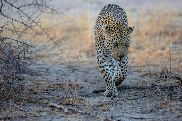 Fototapeta premium Leopard male walking on the plains in Sabi Sands Game Reserve in the Greater Kruger Region in South Africa