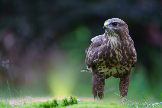 Buzzard Bilder Durchsuchen 40,782 Archivfotos, und