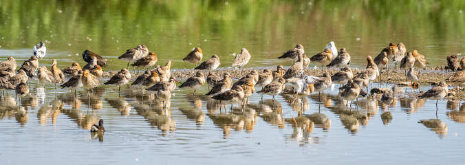 flock of shore wading birds resting on the shore of a lake