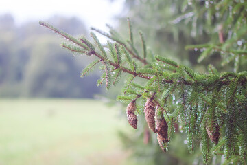Fir-tree in rain drops. Summer nature. 