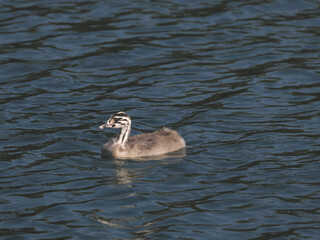 Young Great Crested Grebe (Podiceps cristatus) bird, a few days old that still has its striped feathers. Garbsen, Black Sea (Schwarzer See), Lower Saxony, Germany.