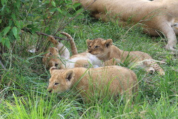 Three young lion cubs playing near their mother