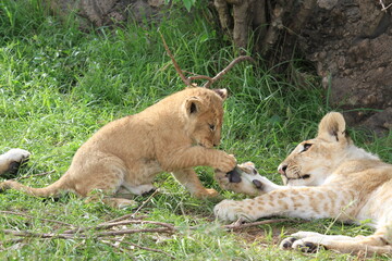 Young lion cub playing with his older brother