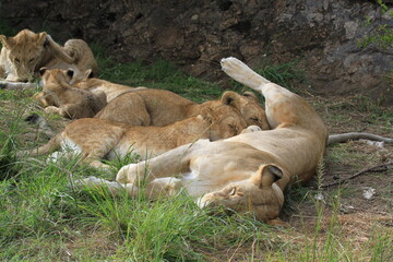 Young lion cub playing with his older brother