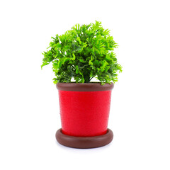 Decorate small plants indoor and outdoor