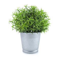Decorate small plants indoor and outdoor