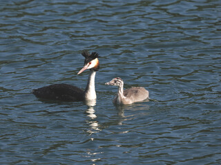 Adult Great Crested Grebe (Podiceps cristatus) with a young bird a few days old that still has its striped feathers. Garbsen, Black Sea (Schwarzer See), Lower Saxony, Germany.