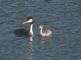 Fototapeta premium Adult Great Crested Grebe (Podiceps cristatus) with a young bird a few days old that still has its striped feathers. Garbsen, Black Sea (Schwarzer See), Lower Saxony, Germany.