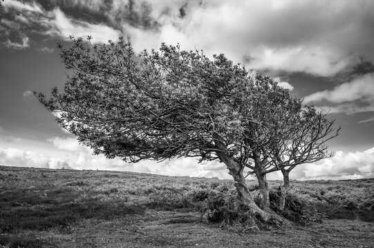 Holly tree amongst the ferns on North Hill, Exmoor with the Bristol Channel