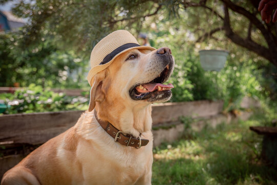 beautiful adorable fawn dog labrador in hat outdoors