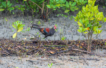 Red junglefowl (Gallus gallus) at Sundarban NP, West Bengal, India