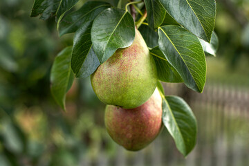 selective focus. Duchesse pear variety close-up. Home garden with fruit trees, green pears grow on a tree among the leaves. fresh fruit cultivation. High quality photo
