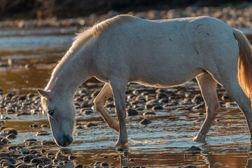 Wild horse Along the Salt River Arizona