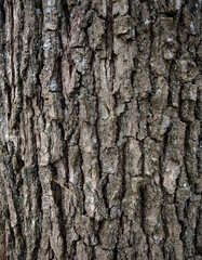 Bark of an old oak tree