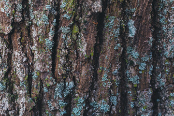 bark of a oak tree texture