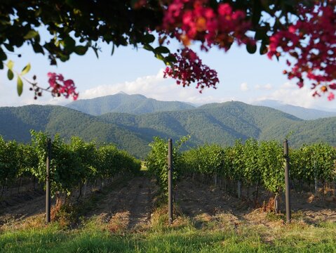 Vineyards in the Alezani valley, framed by purple flowers, lush green mountains in the background. Kakheti, largest wine region in Georgia.