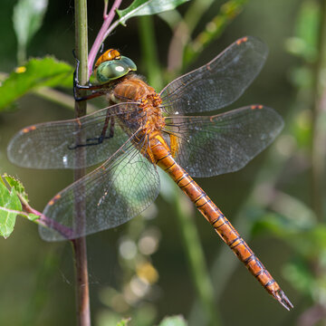 Aeshna isoceles - Green-eyed hawker - Aeschne isoc&egrave;le