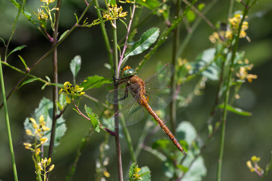 Aeshna isoceles - Green-eyed hawker - Aeschne isoc&egrave;le
