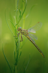 Libellule