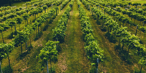 Wisconsin summertime vineyards near farms