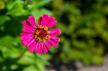 Obraz premium Close-up of a pink Zinnia flower.
